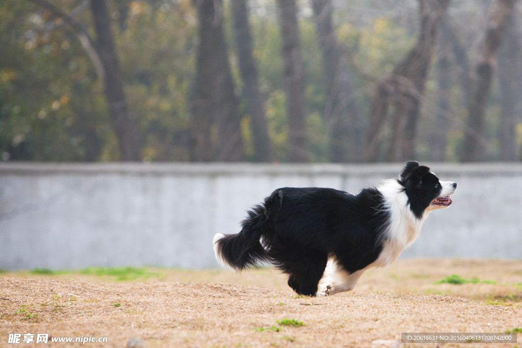 边境牧羊犬