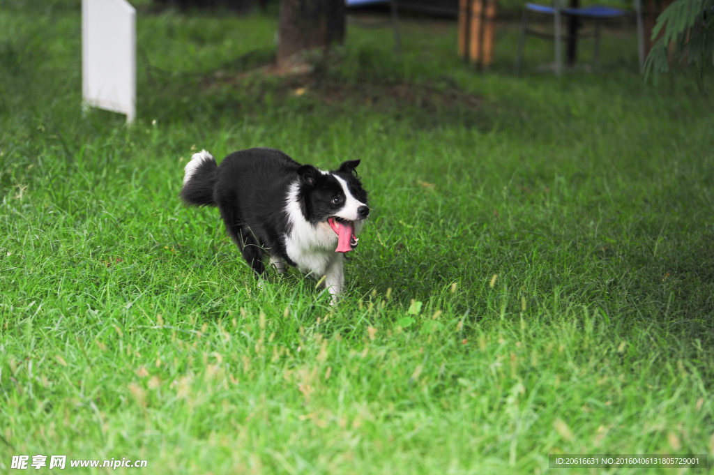 边境牧羊犬