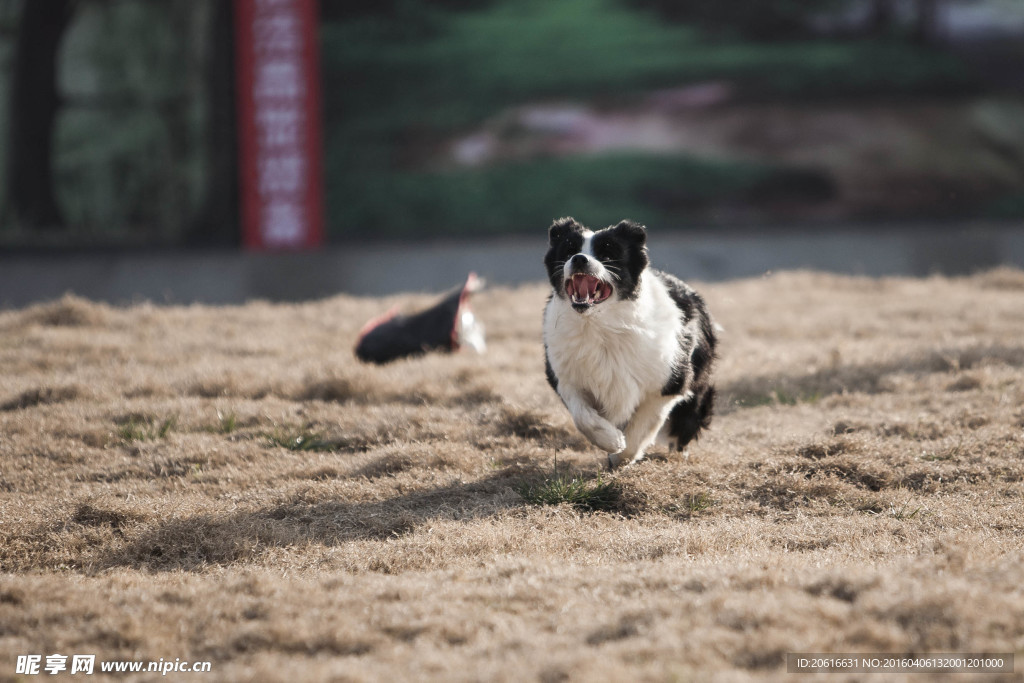 飞盘犬