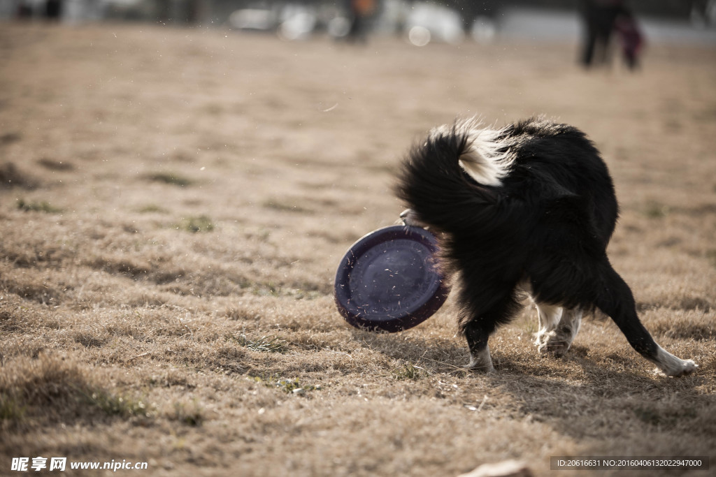 边境牧羊犬