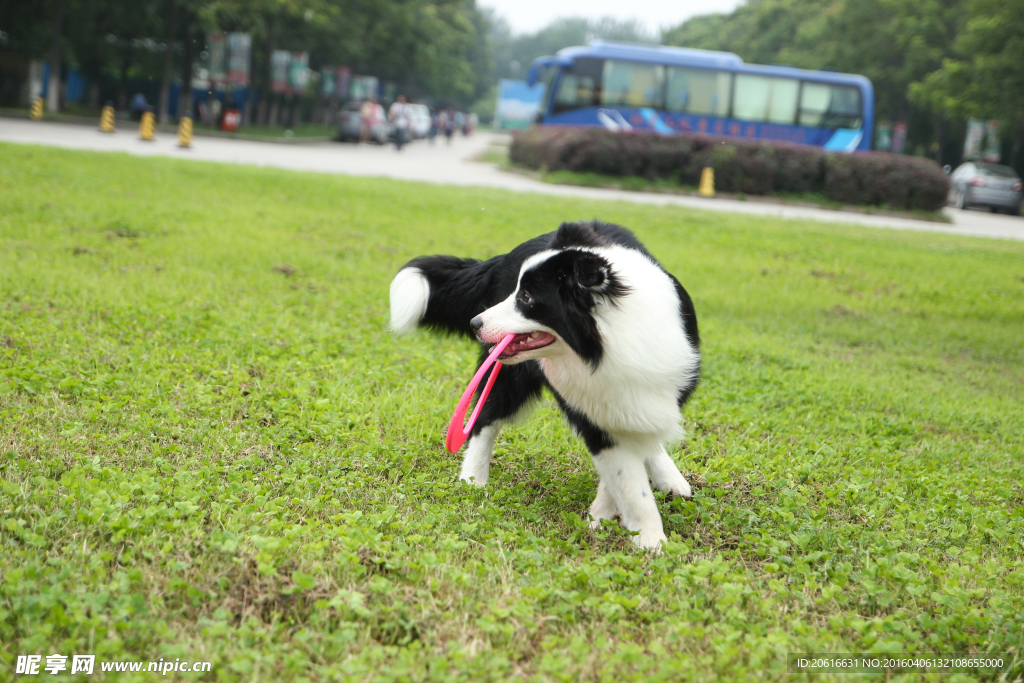 边境牧羊犬