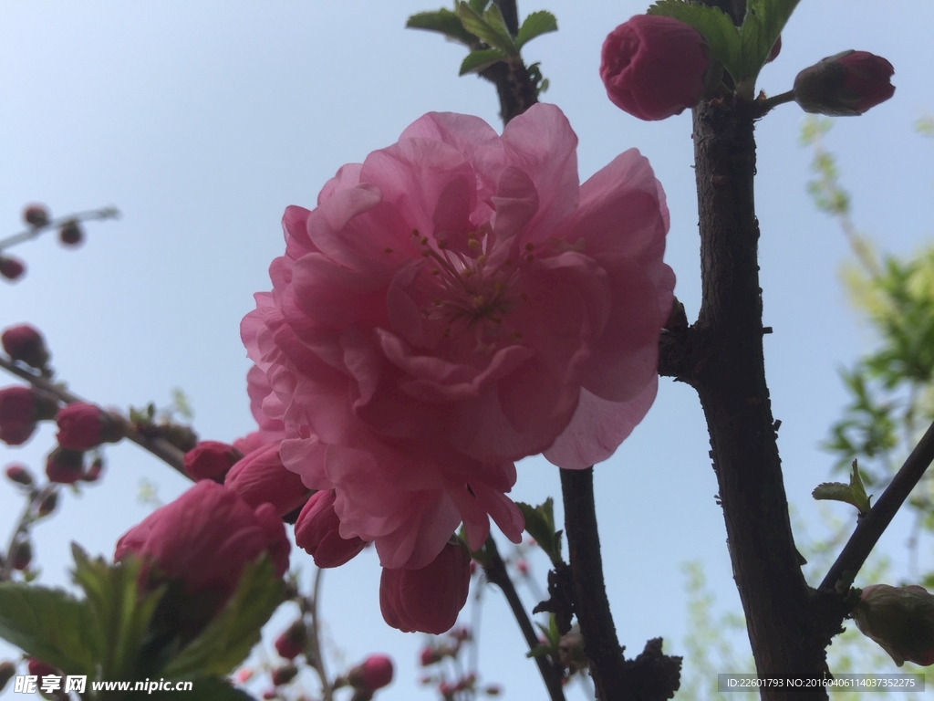 粉桃花