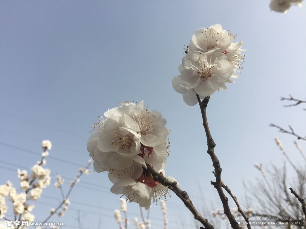 白桃花