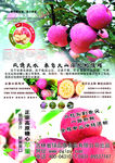 苹果宣传彩页