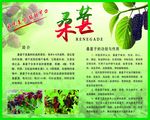 桑葚 简介