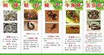 蛇、蝎等动物药材X展架