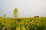 油菜花