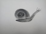 蜗牛 动物 碳粉画