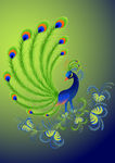 精美孔雀花纹