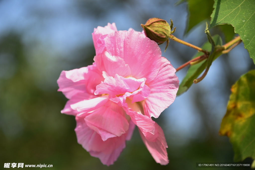 芙蓉花