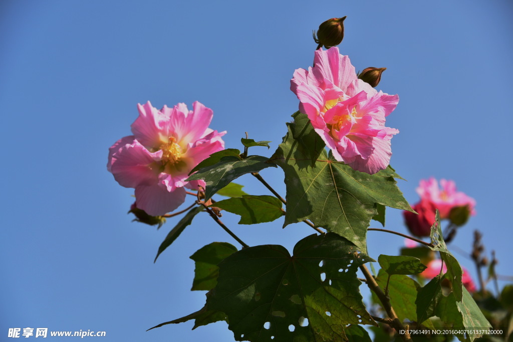 芙蓉花