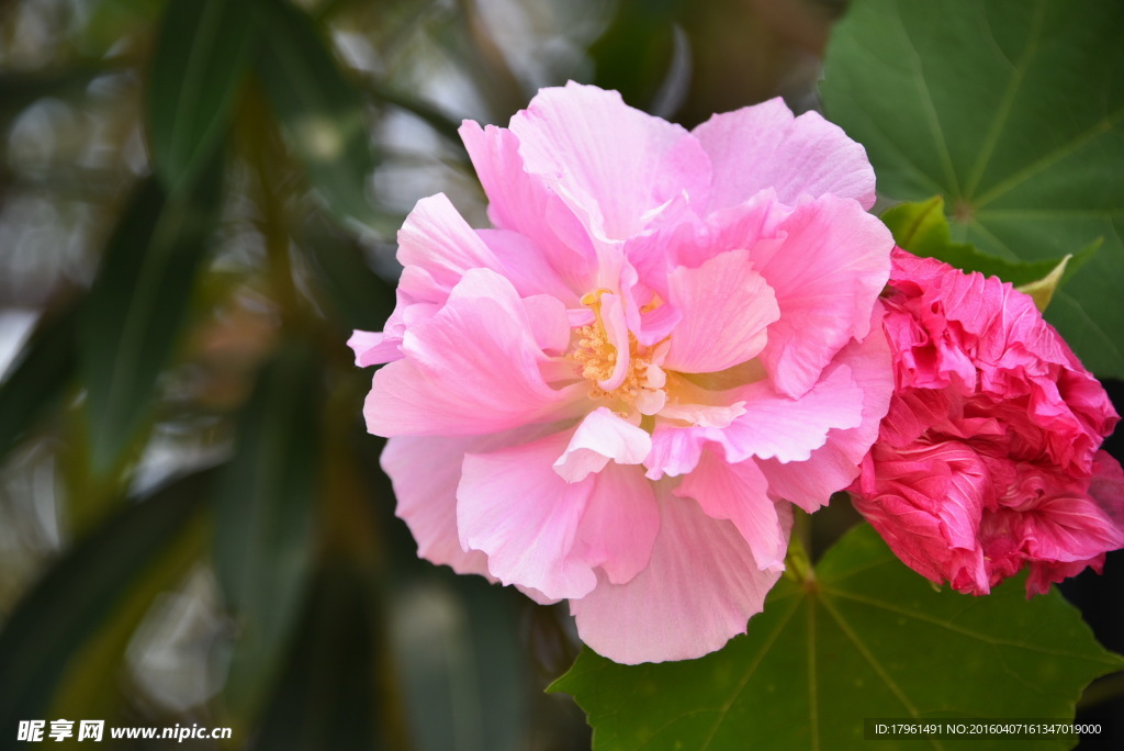 芙蓉花