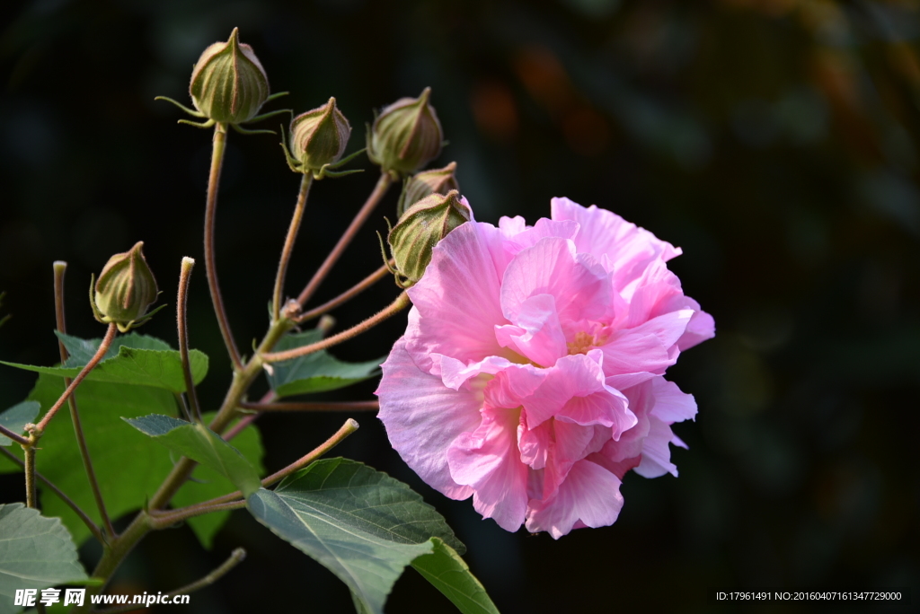 芙蓉花