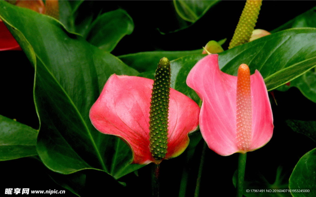 红掌花