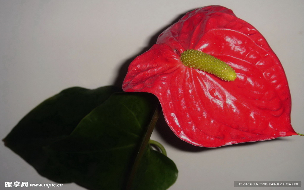 红掌花