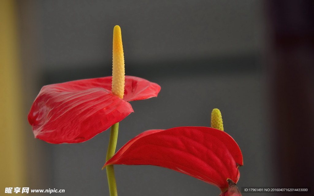 红掌花