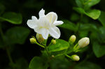 茉莉花