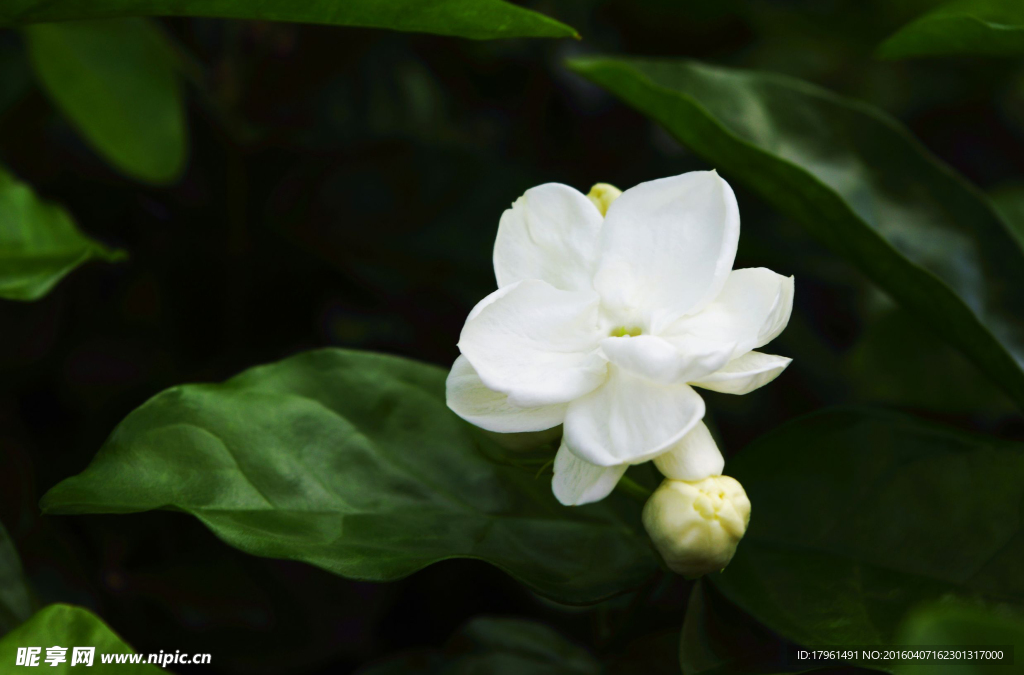 茉莉花