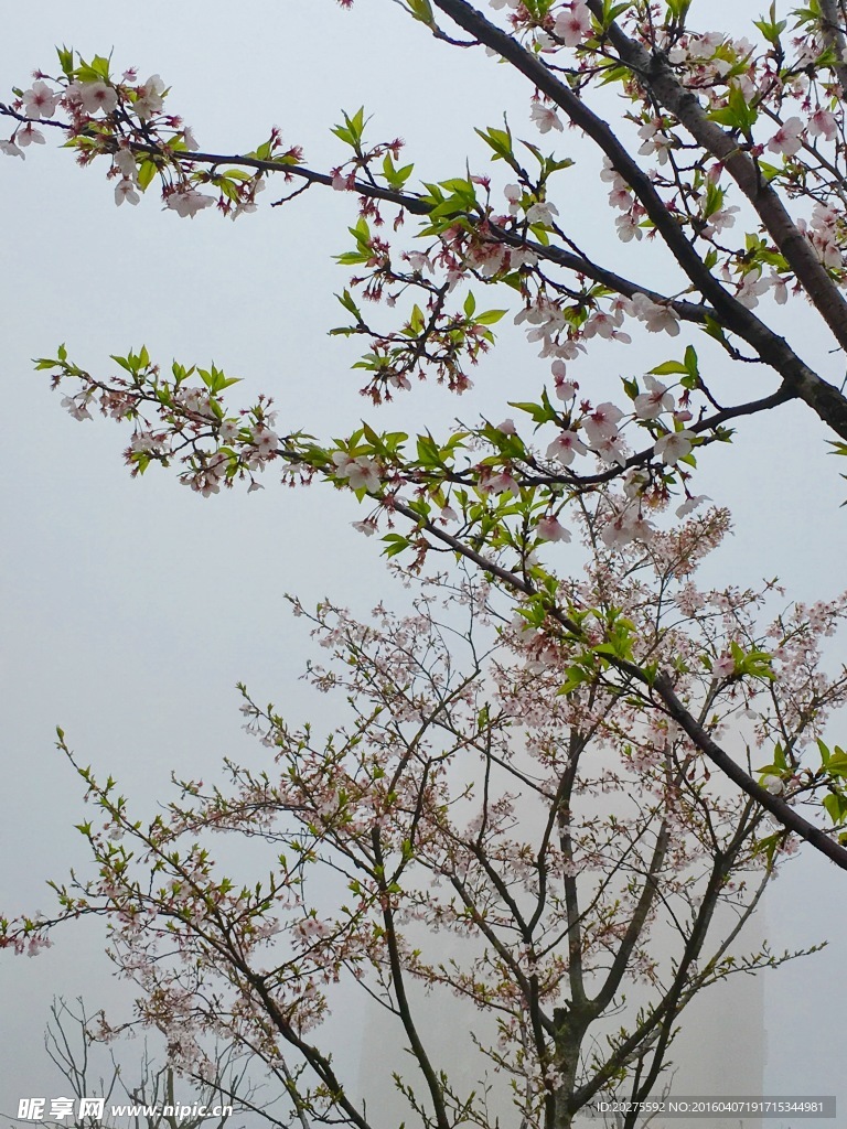 雾中的樱花