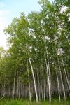 草原