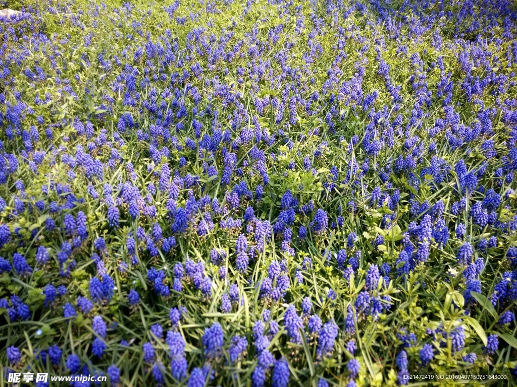花海