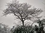 雪树美景