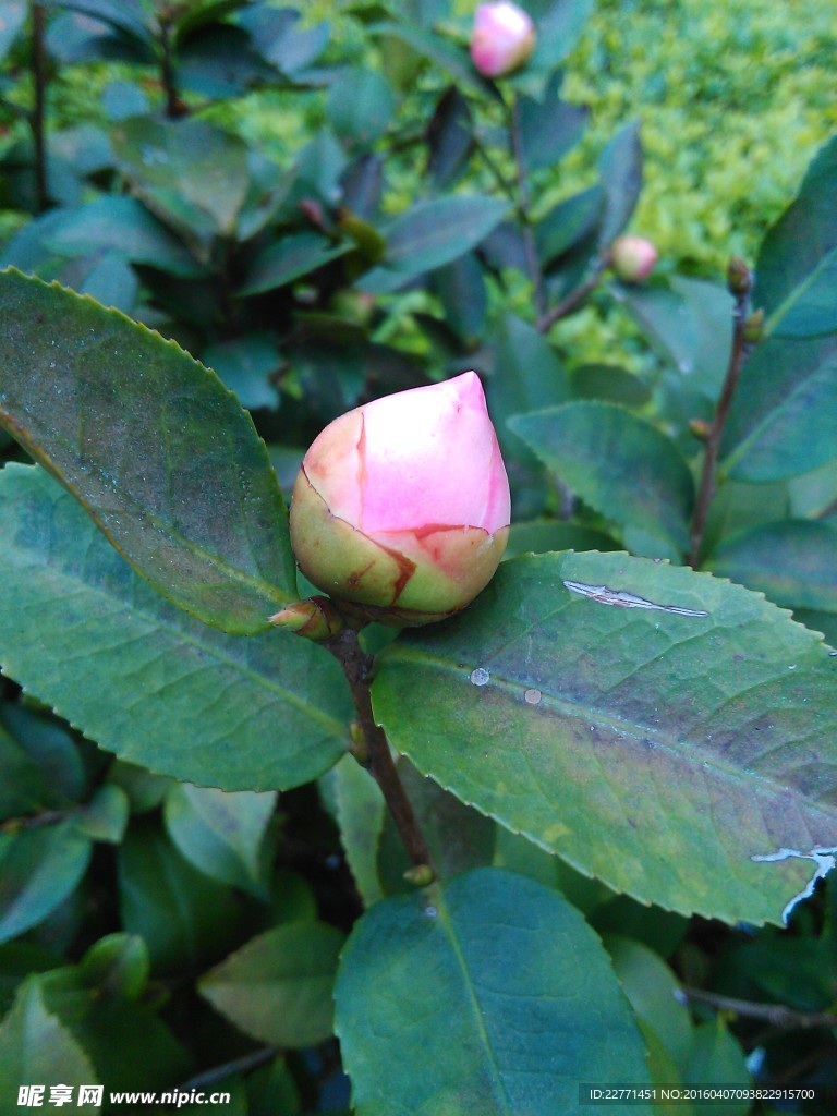 粉色茶花苞