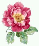 韩国花朵花卉壁纸素材