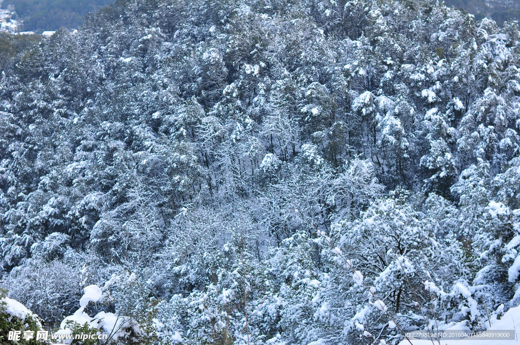雪景
