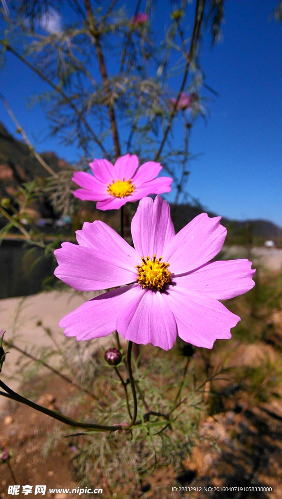 格桑花