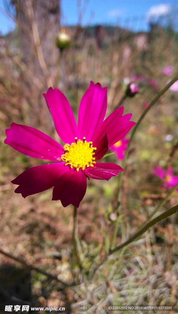 格桑花