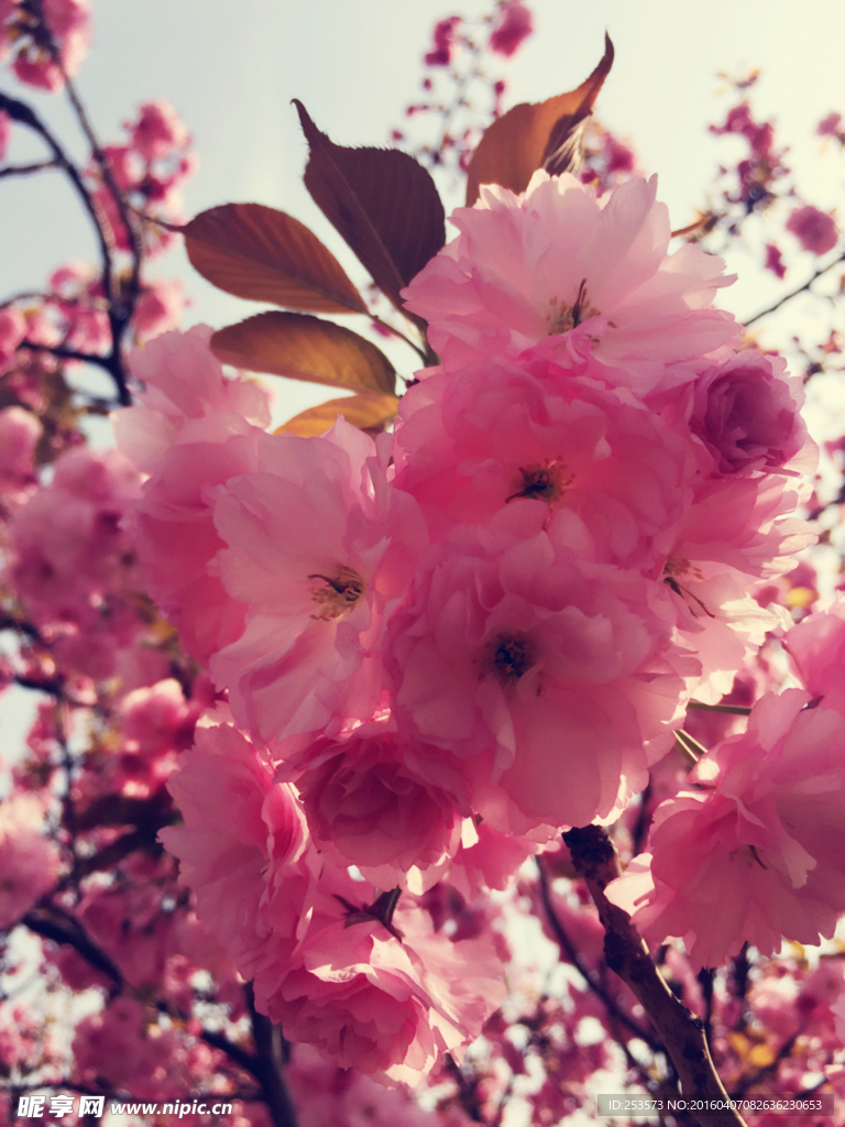 樱花