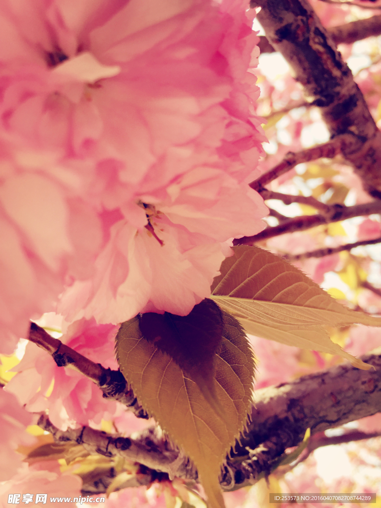 樱花