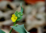 油菜花
