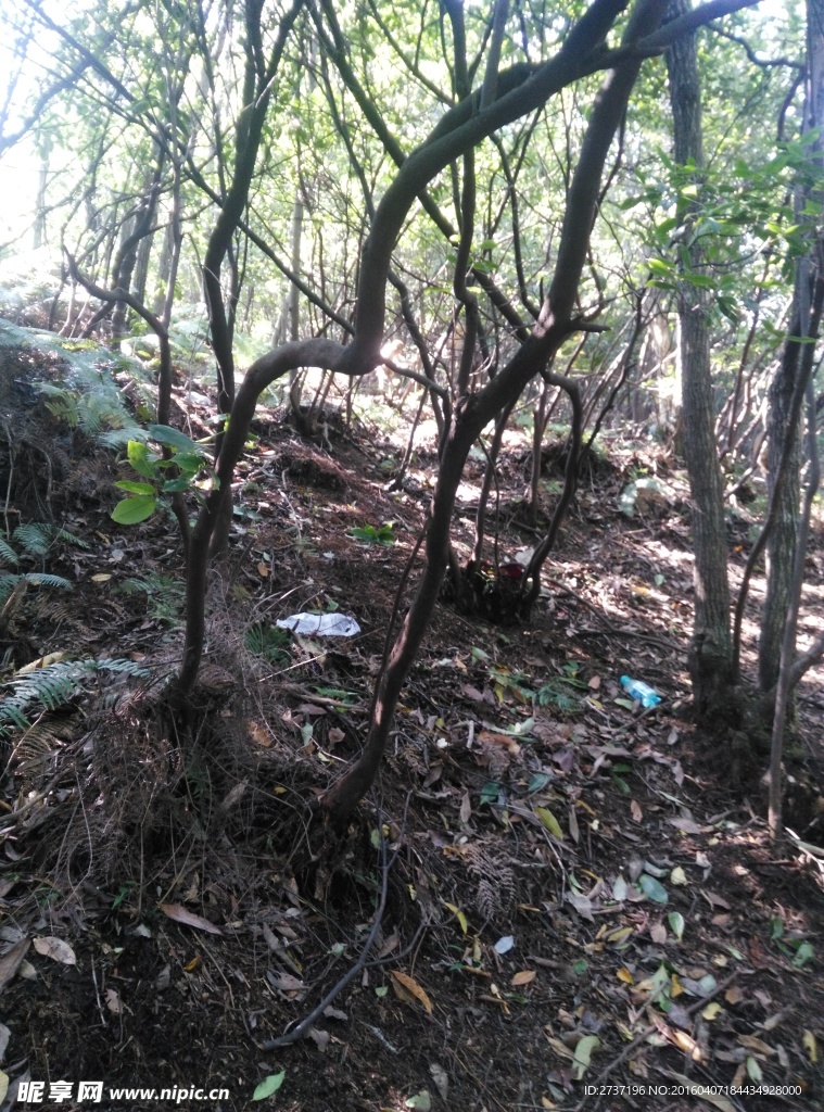 森林