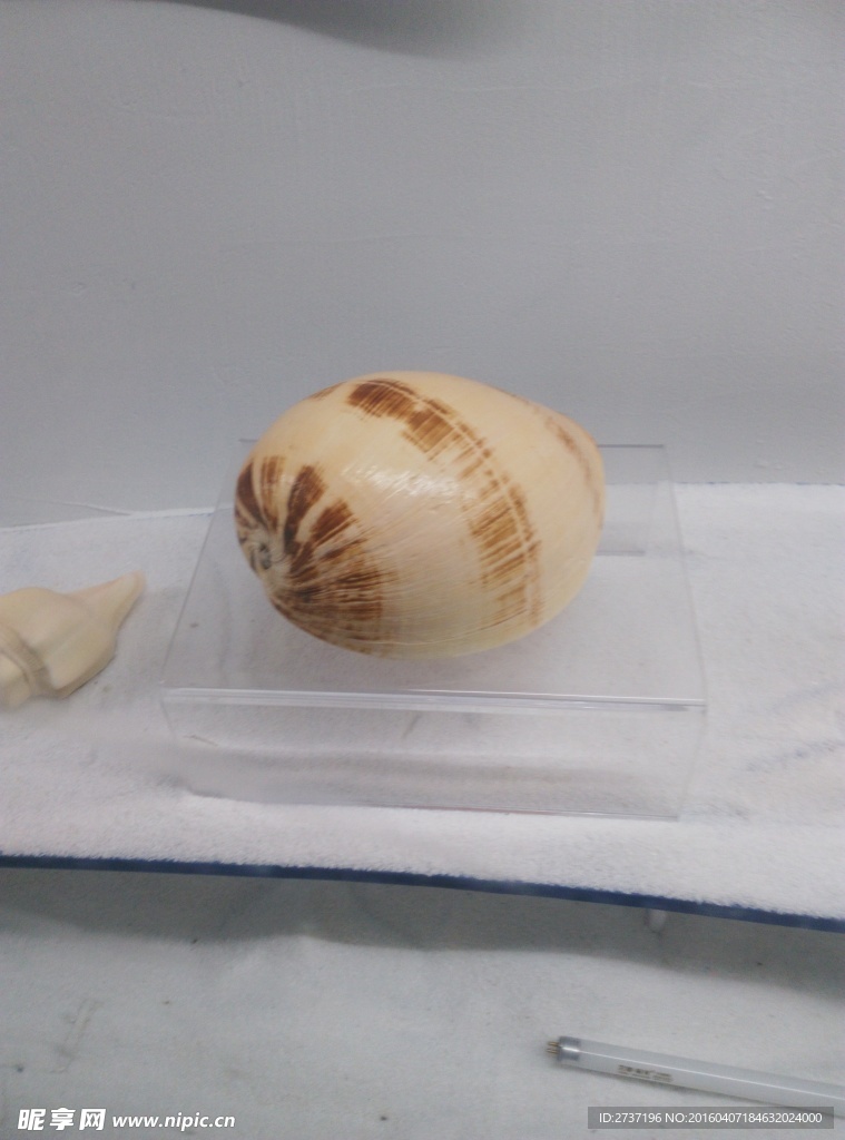 贝壳