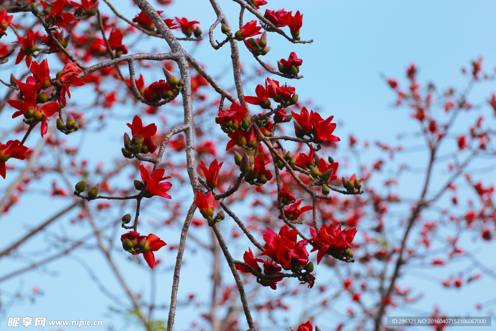 木棉花