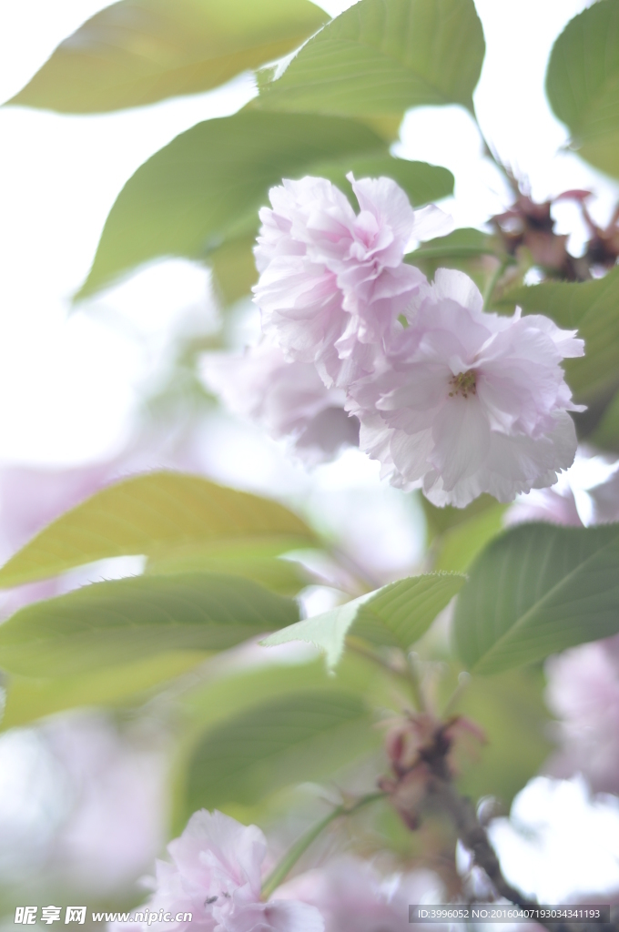 桃花