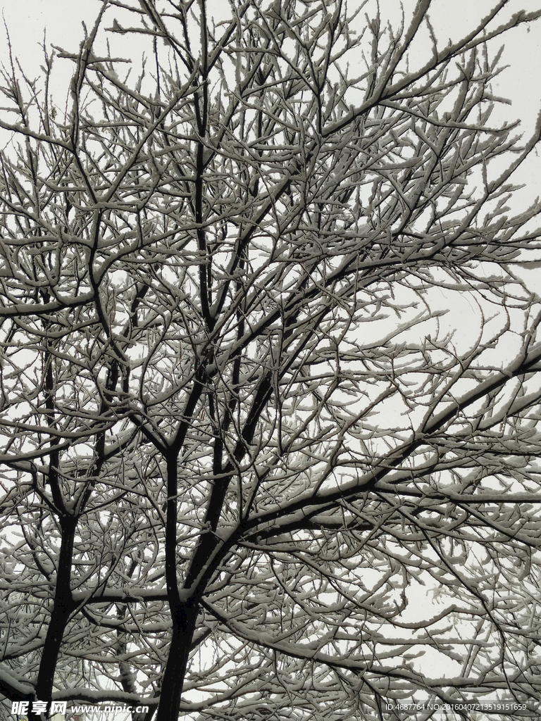 雪景    纹理    雪压树