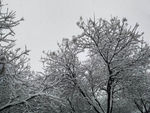 雪景    大雪压树