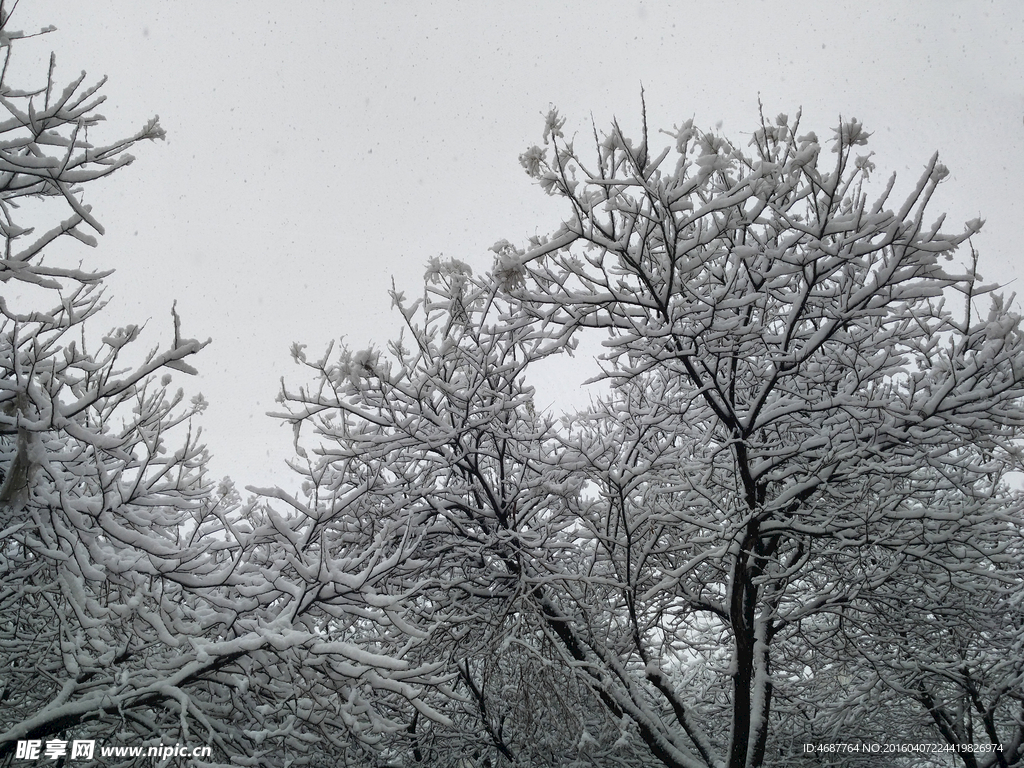 雪景    大雪压树