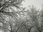 雪景     大雪压树