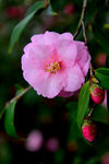 茶花
