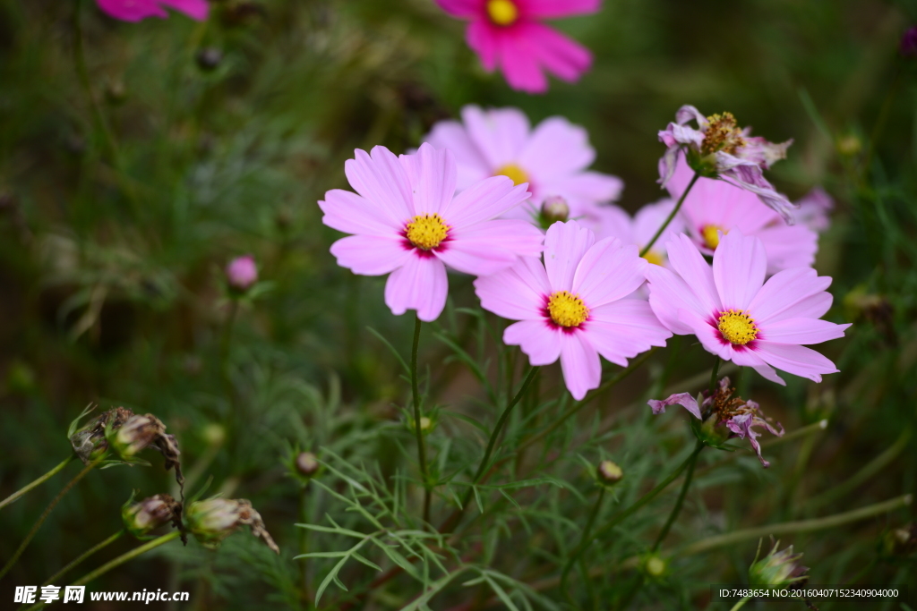 格桑花