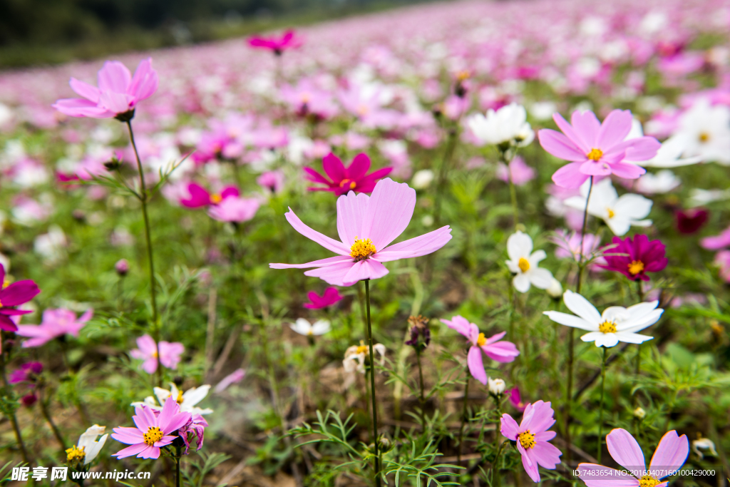 格桑花