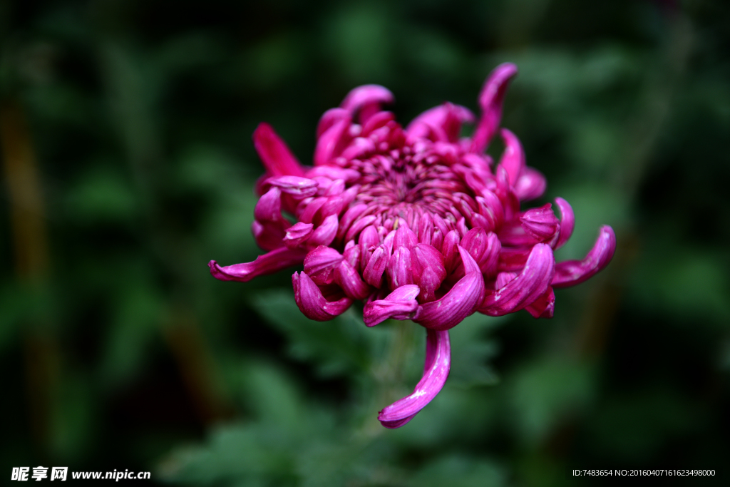 菊花