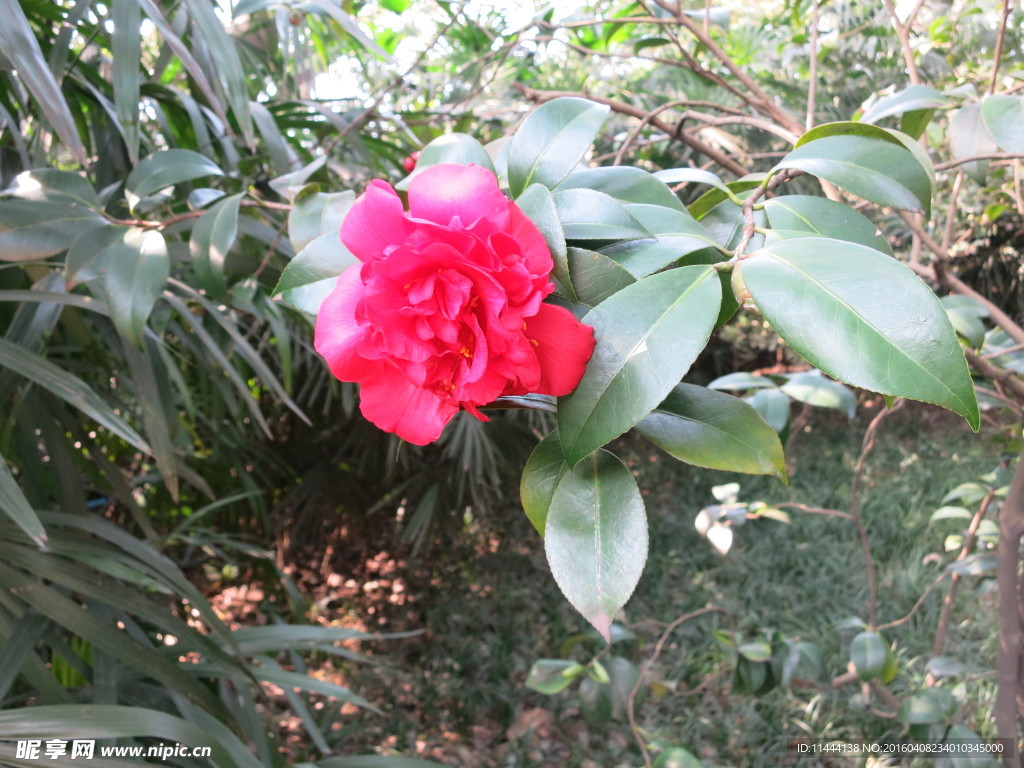 山茶花