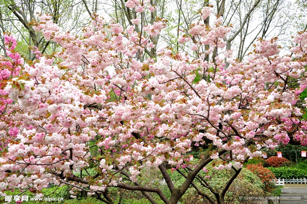 粉红色大樱花