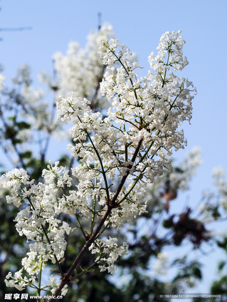 丁香花