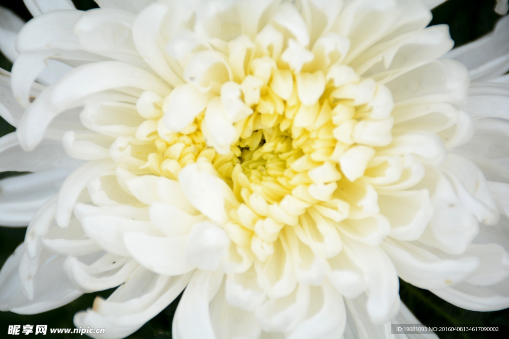 白菊花